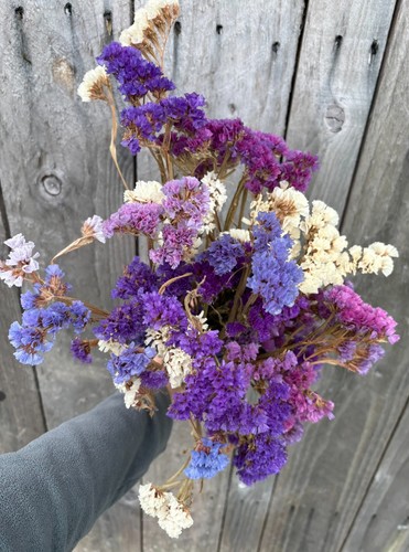 Sea lavender dried - sea,