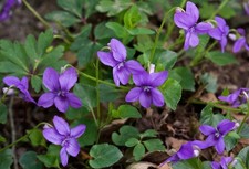 Native Violet (Viola