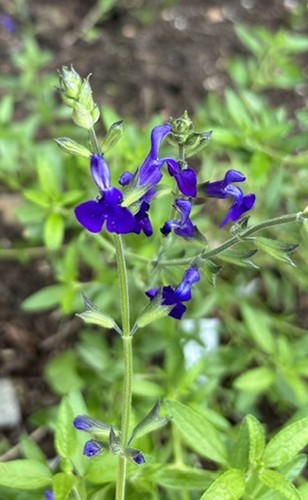 Salvia coahuilensis plug - coahuilensis,