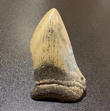 Large Megalodon Shark Tooth
