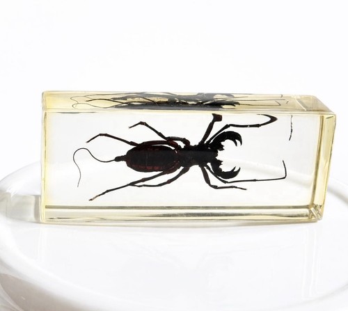 Real whip scorpion resin - whip, in