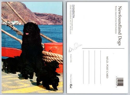 Newfoundland dogs bosun mascot - newfoundland,