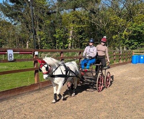 Carriage driving experience - ,