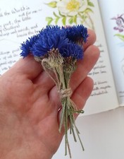 Dried Flowers , Cornflowers 