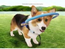 Blind Dog Protective Halo Dog