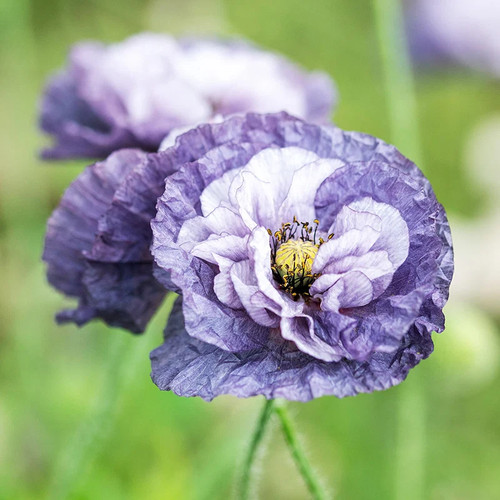 Papaver rhoeas amazing grey - rhoeas, grey'