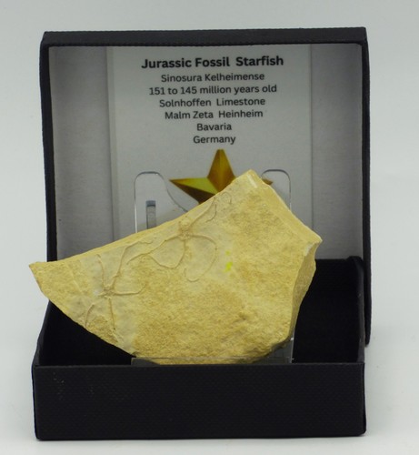 Jurassic fossil starfish - fossil,