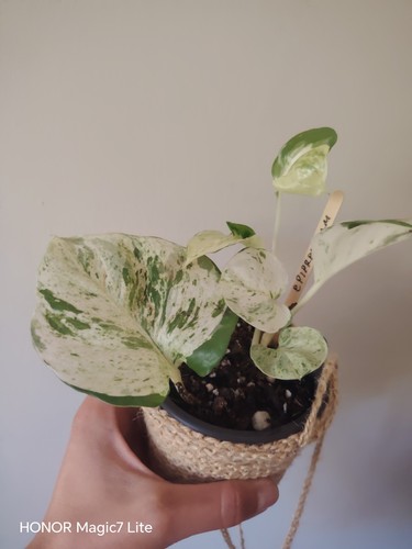 Variegated epipremnum happy - epipremnum, 'happy