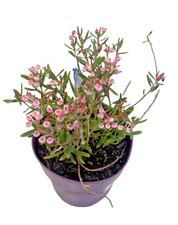 Andromeda Blue Ice Hardy Shrub