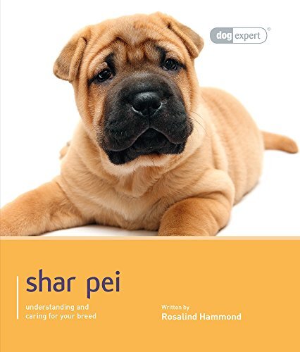 Shar pei dog expert - shar, pei: