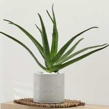 Indoor Succulent Plant, Aloe Vera, easy care, soothing gel leaves, 10.5cm potted