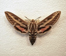 UK Striped Hawk Moth   /Lepidoptera/ Insects/ Taxidermy