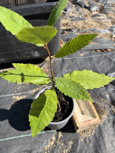 Sweet chestnut tree - sweet, sapling
