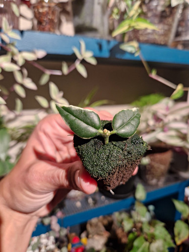 Hoya bella anneke buis - hoya, 🤍anneke
