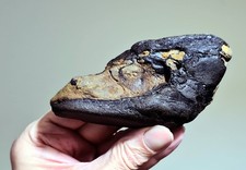 WOW! Stunning & Rare Exquisitely Preserved UK Pneumatised Sauropod Dinosaur Bone