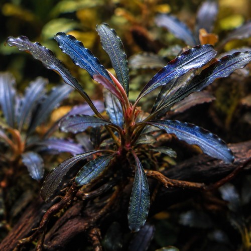 Bucephalandra diabolica - bucephalandra,