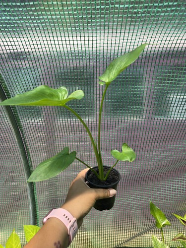 Zantedeschia aethiopica white - aethiopica, 'white
