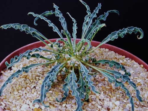 Euphorbia hadraumautica