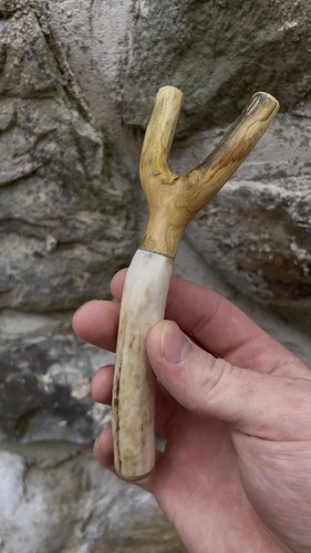 Ash deer antler and - antler,, rams