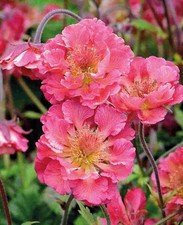 Geum ‘Pink Petticoats’