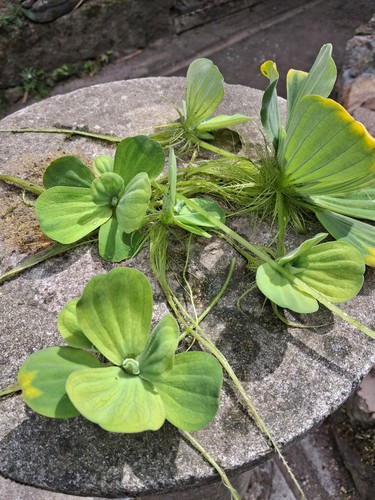 Good size pistia - size, stratiotes