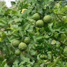 Kaffir Lime Tree - 16"-24"