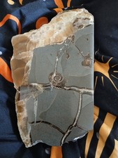 Rare Polished Jurassic