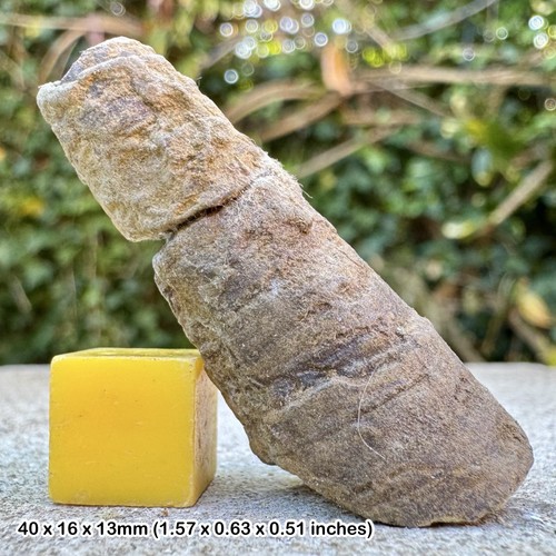 Orthoceras fossil orthocone - orthocone, |