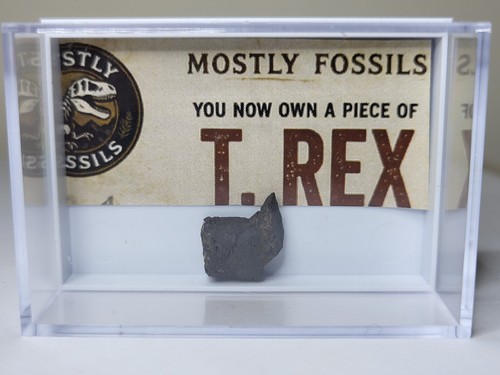 Tyrannosaurus rex fossil - tyrannosaurus,