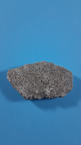 Argentinosaurus egg shell - argentinosaurus,