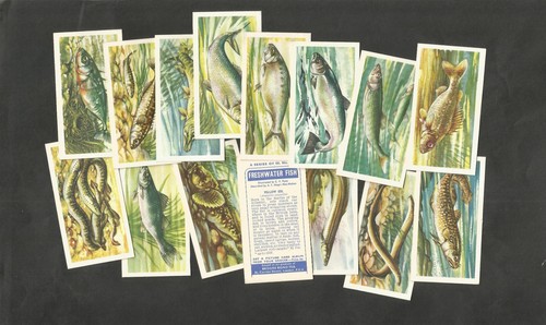 Brooke bond freshwater fish - brooke,