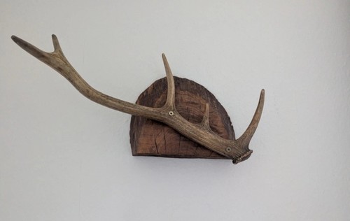 Antler mounted wood - on,