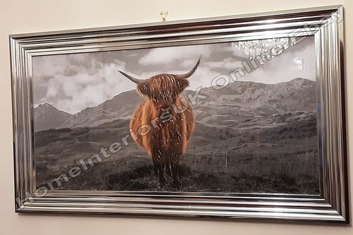 Highland cow black white - cow,