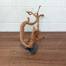 Red Moor Wood Root on Slate