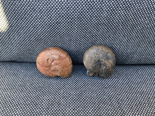 Devonian fossil goniatites - fossil,