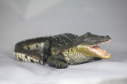 20cm crocodile alligator - crocodile/alligator, model