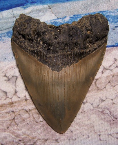 Megalodon shark tooth - megalodon, 3