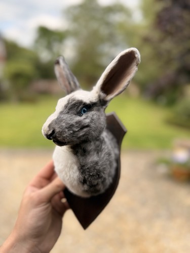 Taxidermy bunny rabbit - taxidermy,