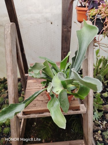 Platycerium bifurcation - platycerium,