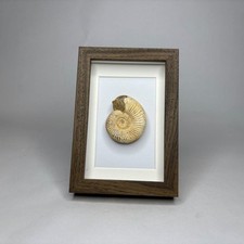 Framed Ammonite (Perisphinctes