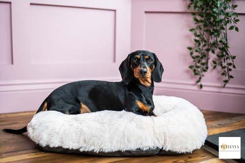 Oval cushion dog bed - dog,