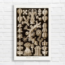 Vintage Botanical Gorgonidae