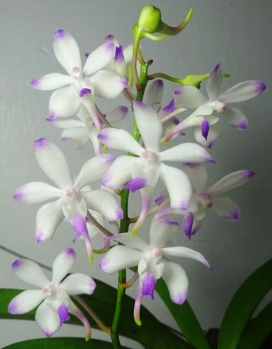 Vandachostylis lou sneary - vandachostylis,