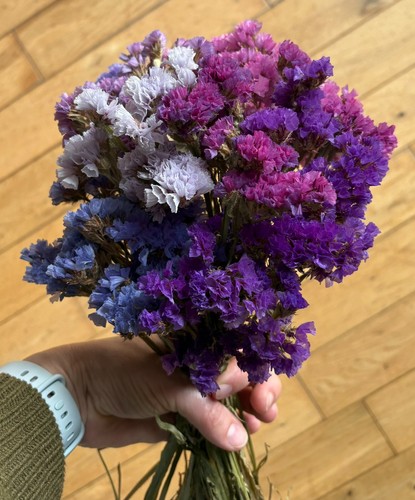 Sea lavender dried - sea,