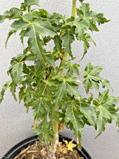 Japanese Maple. Acer Palmatum