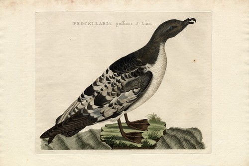 Antique bird print - bird, print-manx