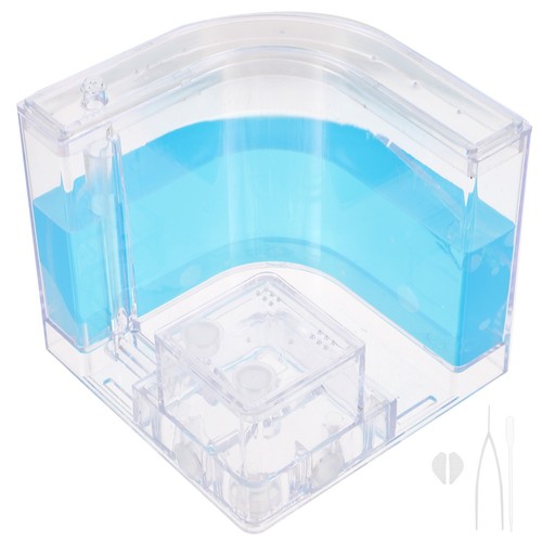 Ants breeding farm - ants,