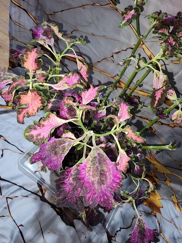 Coleus potted houseplant - houseplant, 15£