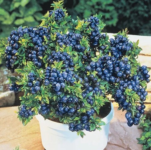 Blueberry plant top hat - blueberry, hat'