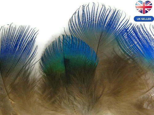 Small peacock feathers 10 - feathers,,